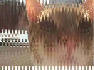 Odzyskiwanie zdjęć - uszkodzone foto 1