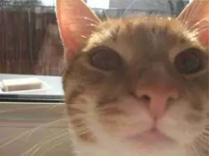 Odzyskiwanie zdjęć - uszkodzone foto po złożeniu w całość