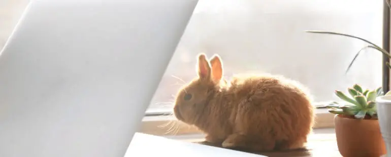 Królik zniszczył komputer?